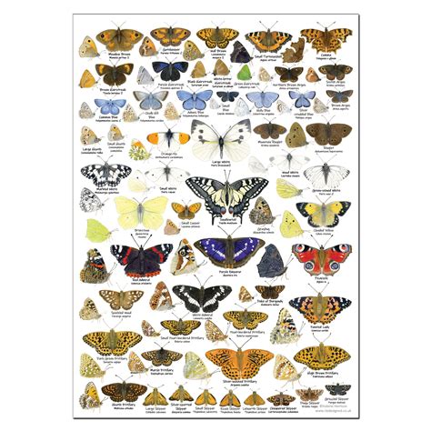 british butterflies identification chart